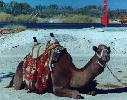 Camel at filling station near Jericho.  Click to go back.